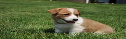 Welsh Corgi Pembroke dogs for sale: Shophie  - Ad 7