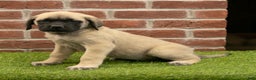English Mastiff dogs for sale: Kate - Ad 3