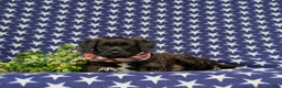Jackapoo dogs for sale: Sergio - Ad 5