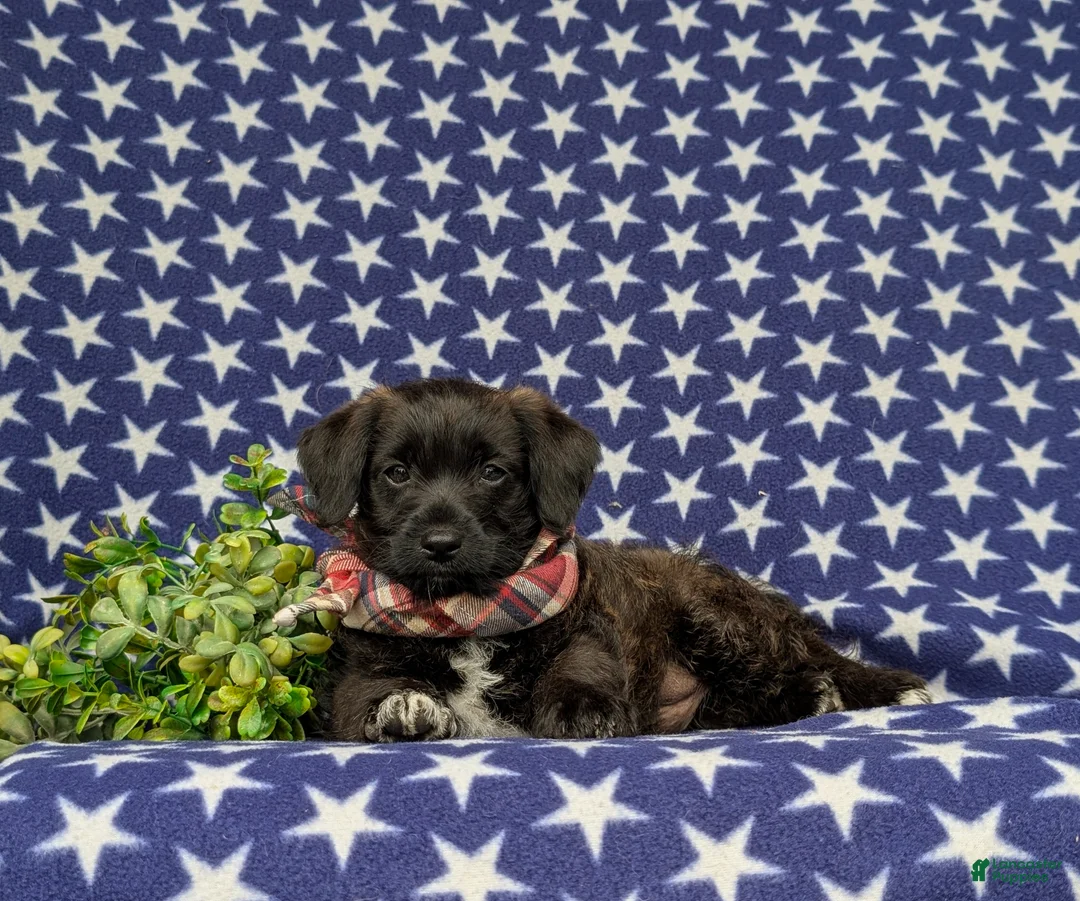 Jackapoo dogs for sale: Sergio - Ad 5