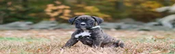 Boxer dogs for sale: Luca - Ad 8