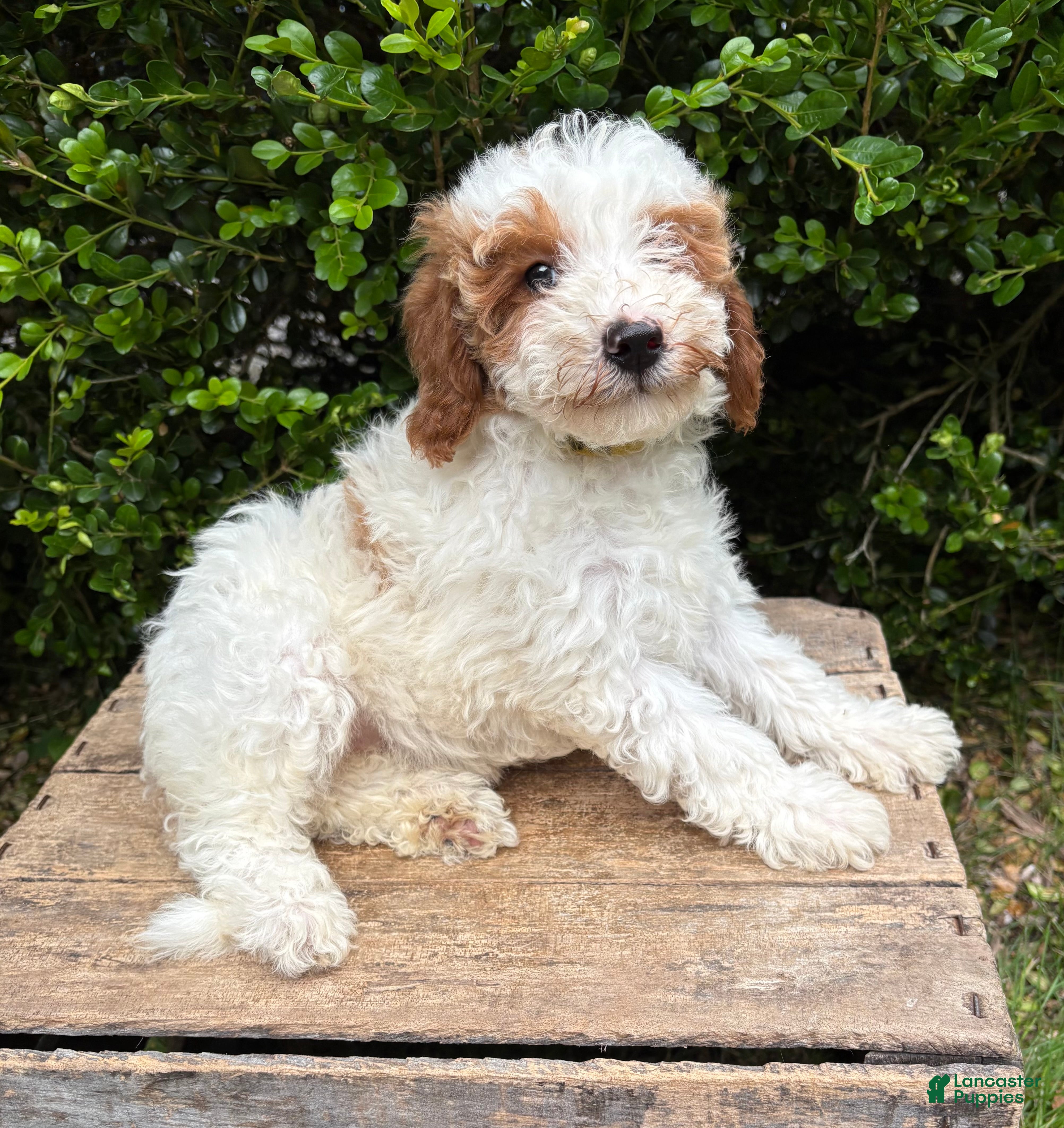 Goldendoodle dogs Ana - Ad 1