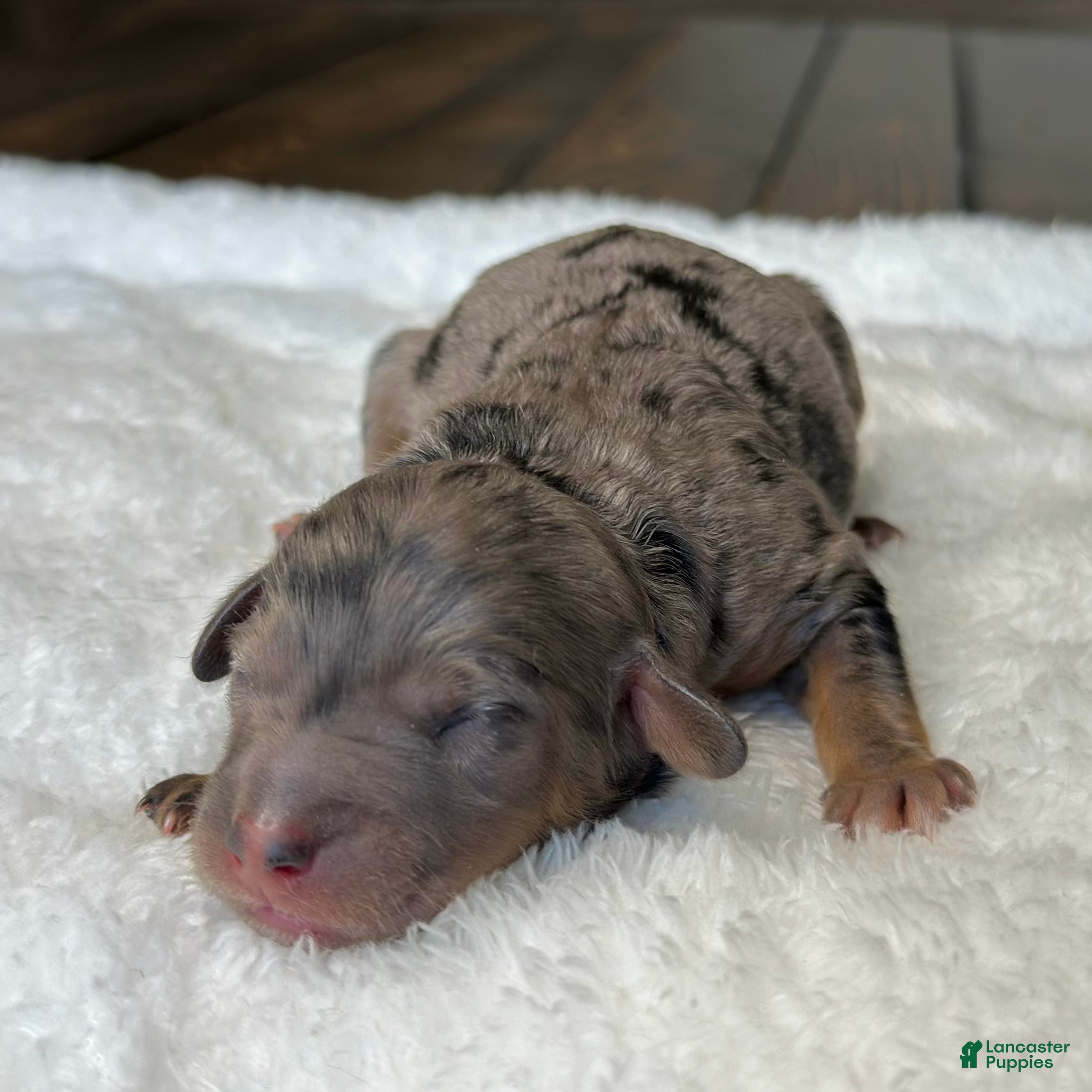 Mixed Breed dogs Phantom Merle Micro Mini - Ad 1