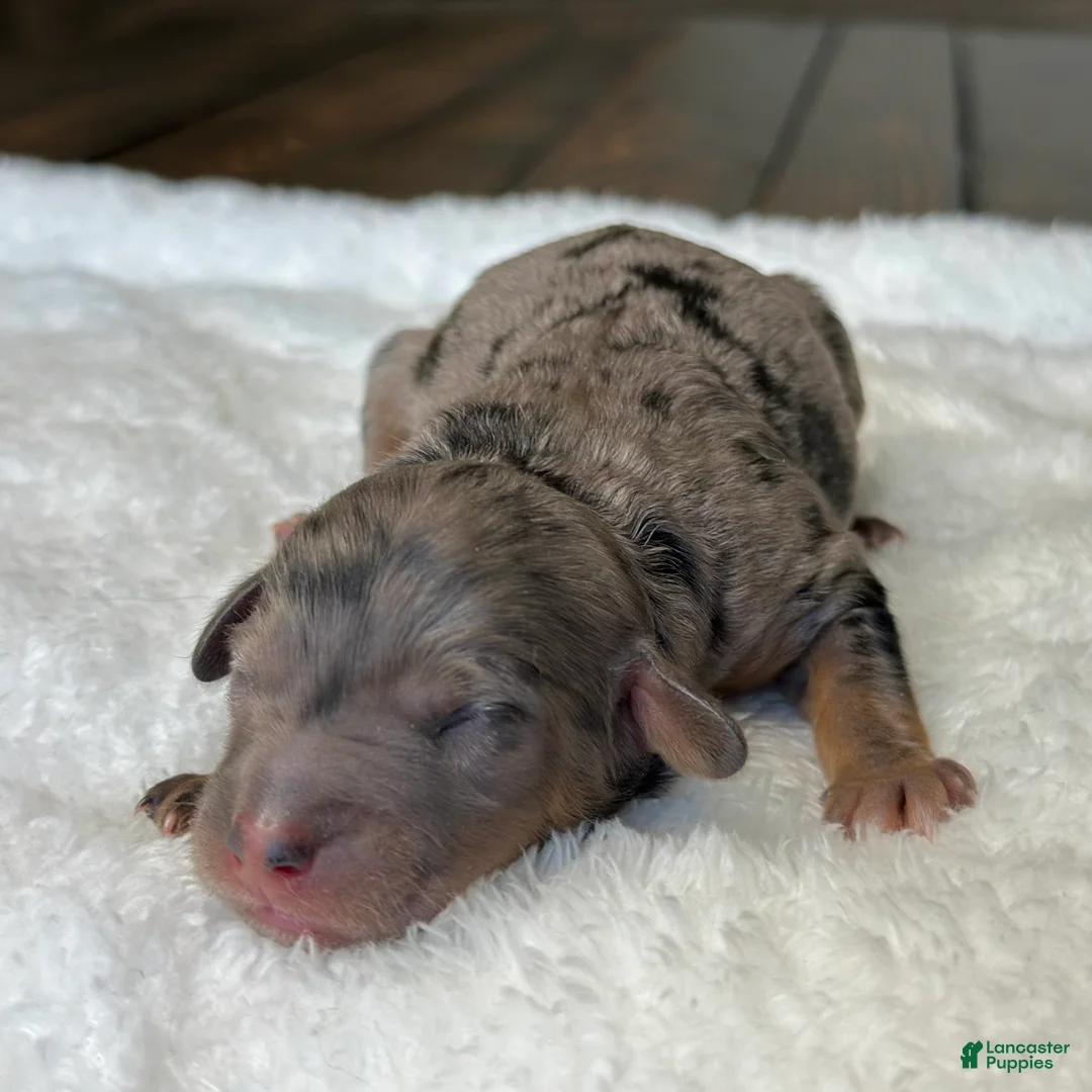 Mixed Breed dogs for sale: Phantom Merle Micro Mini - Ad 1