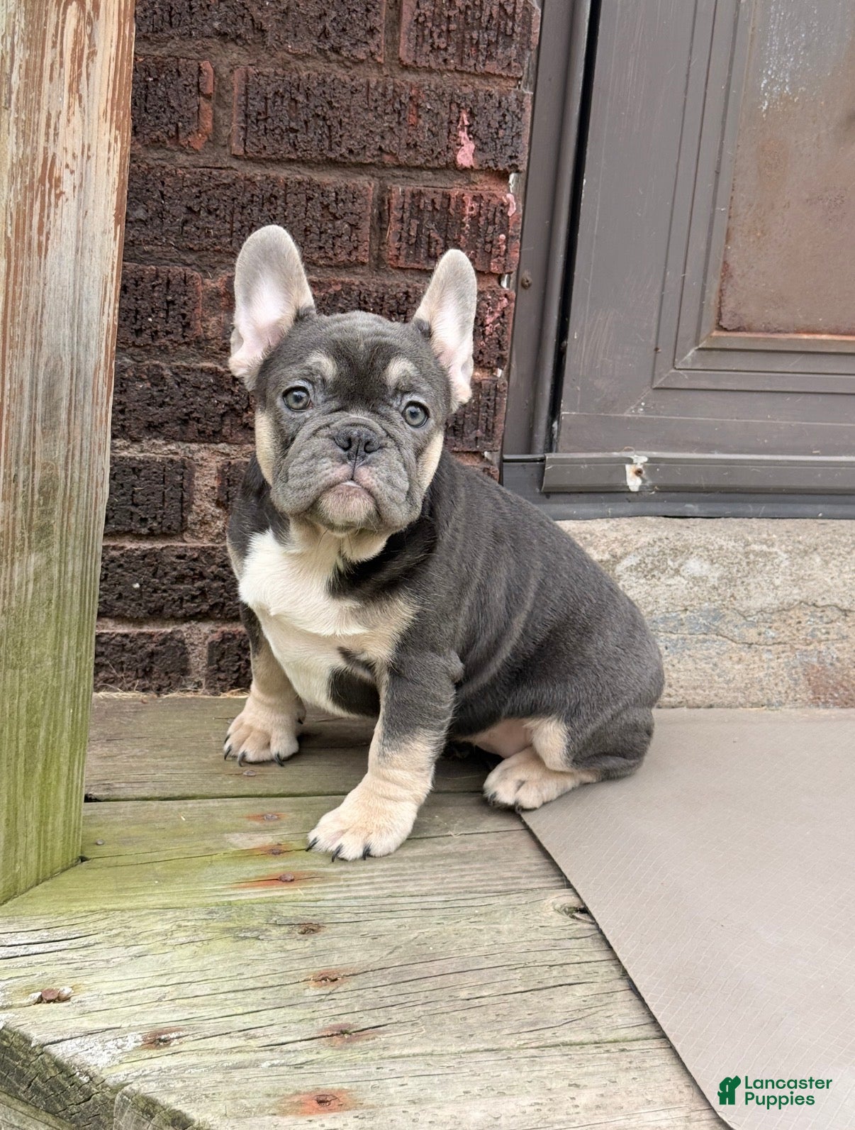 French Bulldog dogs for sale: French Bulldog 1 - Ad 1