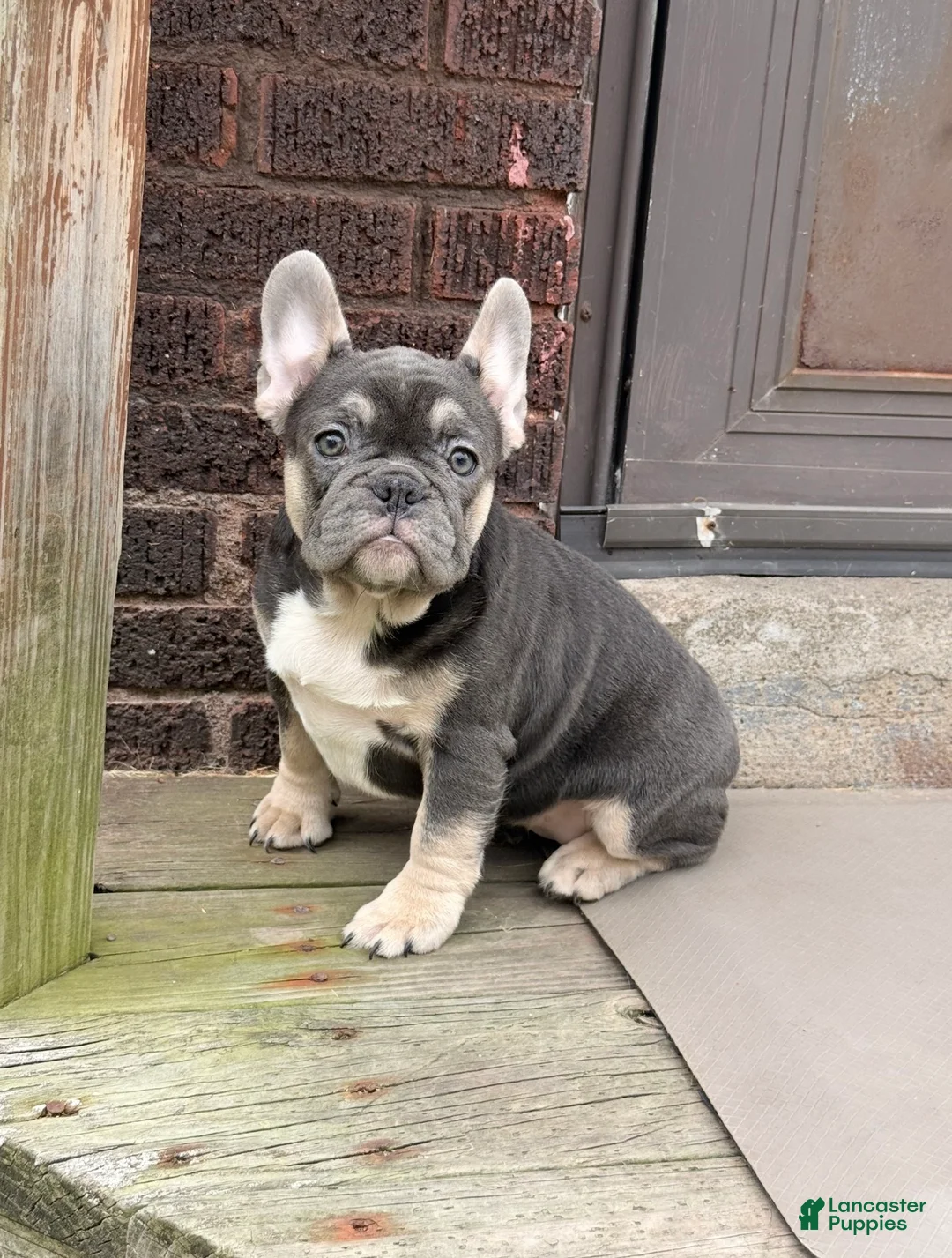French Bulldog dogs for sale: French Bulldog 1 - Ad 1