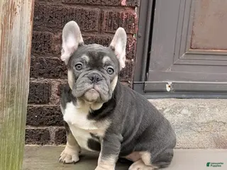 French Bulldog dogs French Bulldog 1 - Ad 2