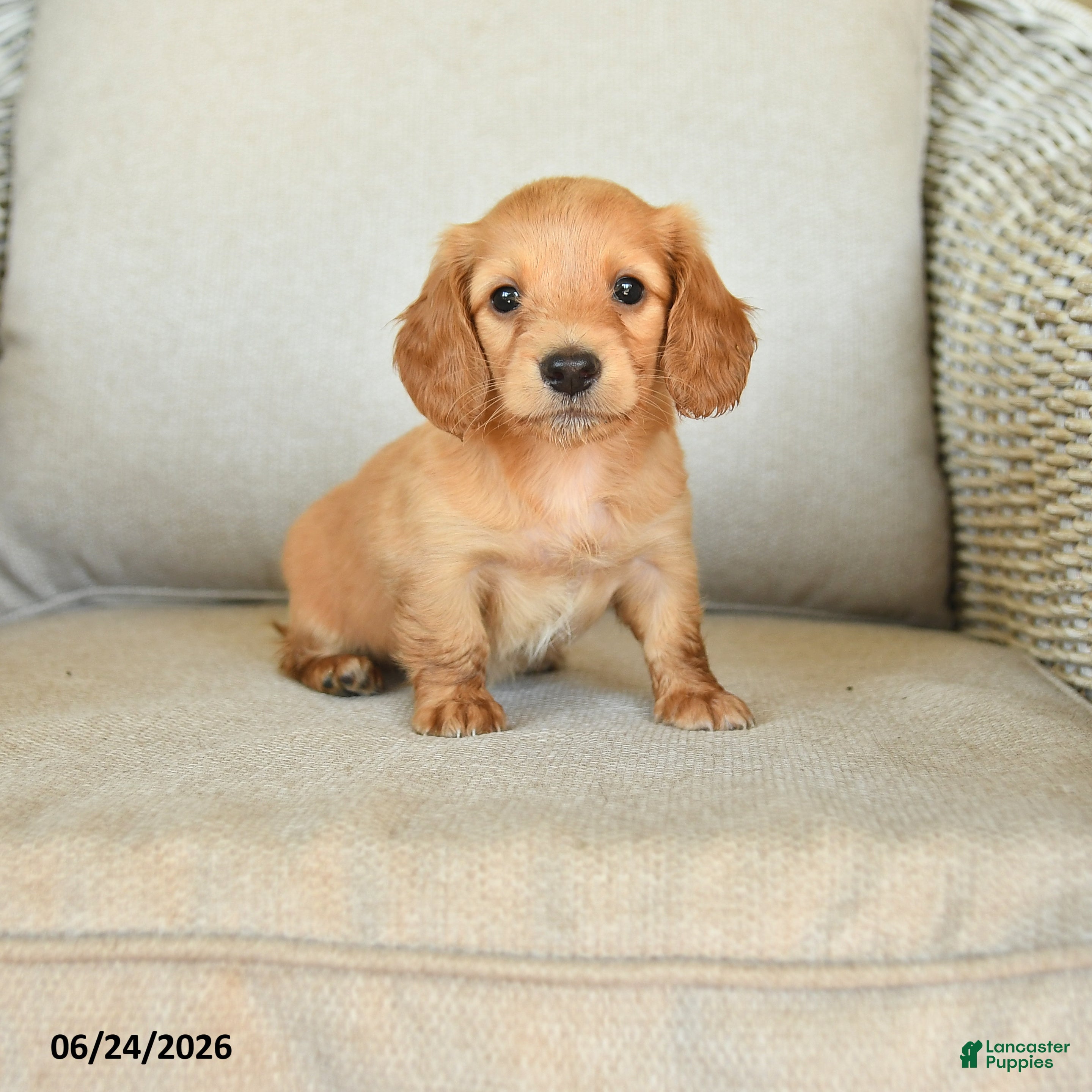 Dachshund dogs Callie - Ad 1