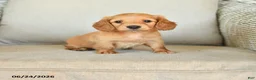 Dachshund dogs for sale: Callie - Ad 1