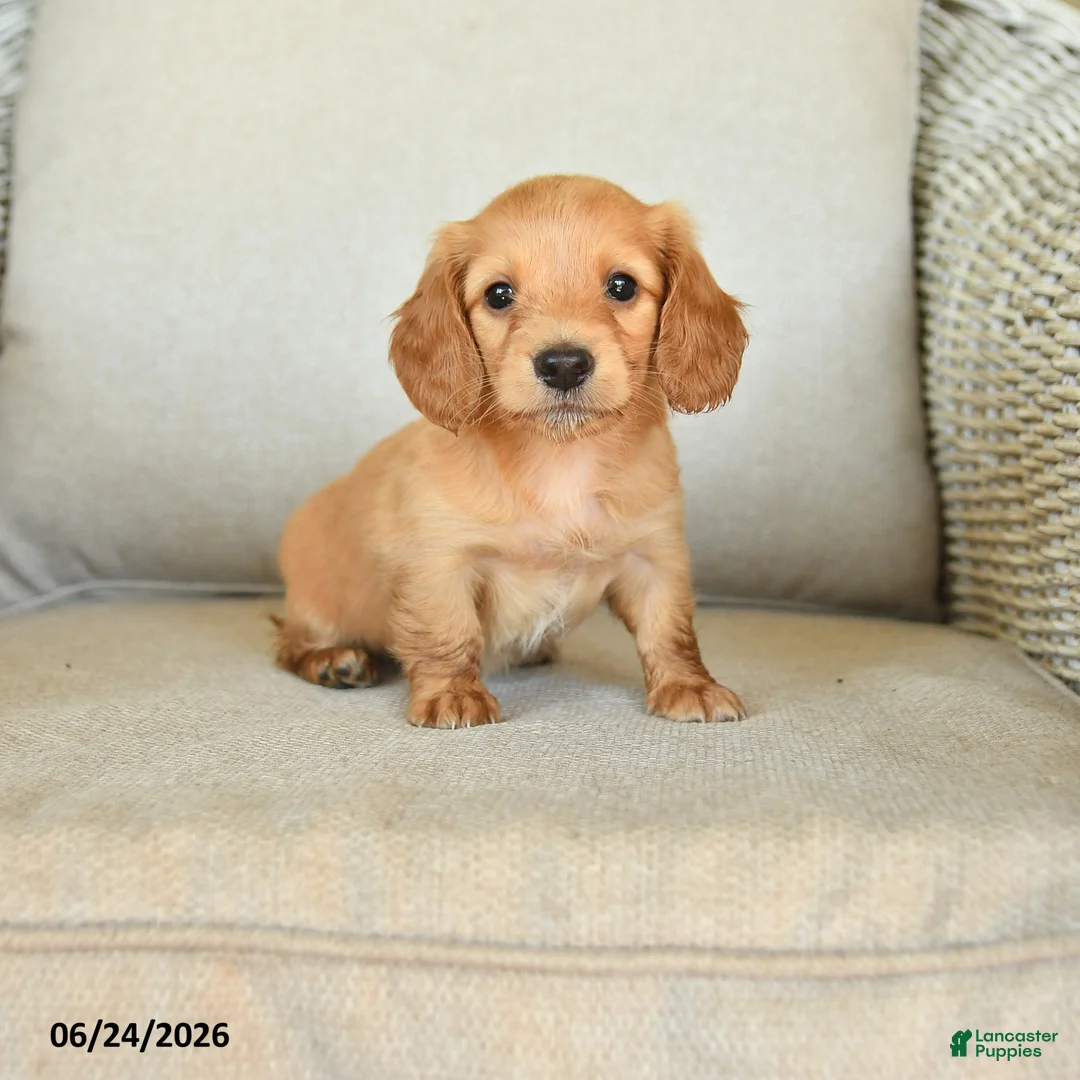 Dachshund dogs for sale: Callie - Ad 1