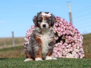 Mini Bernedoodle dogs - Ad 15