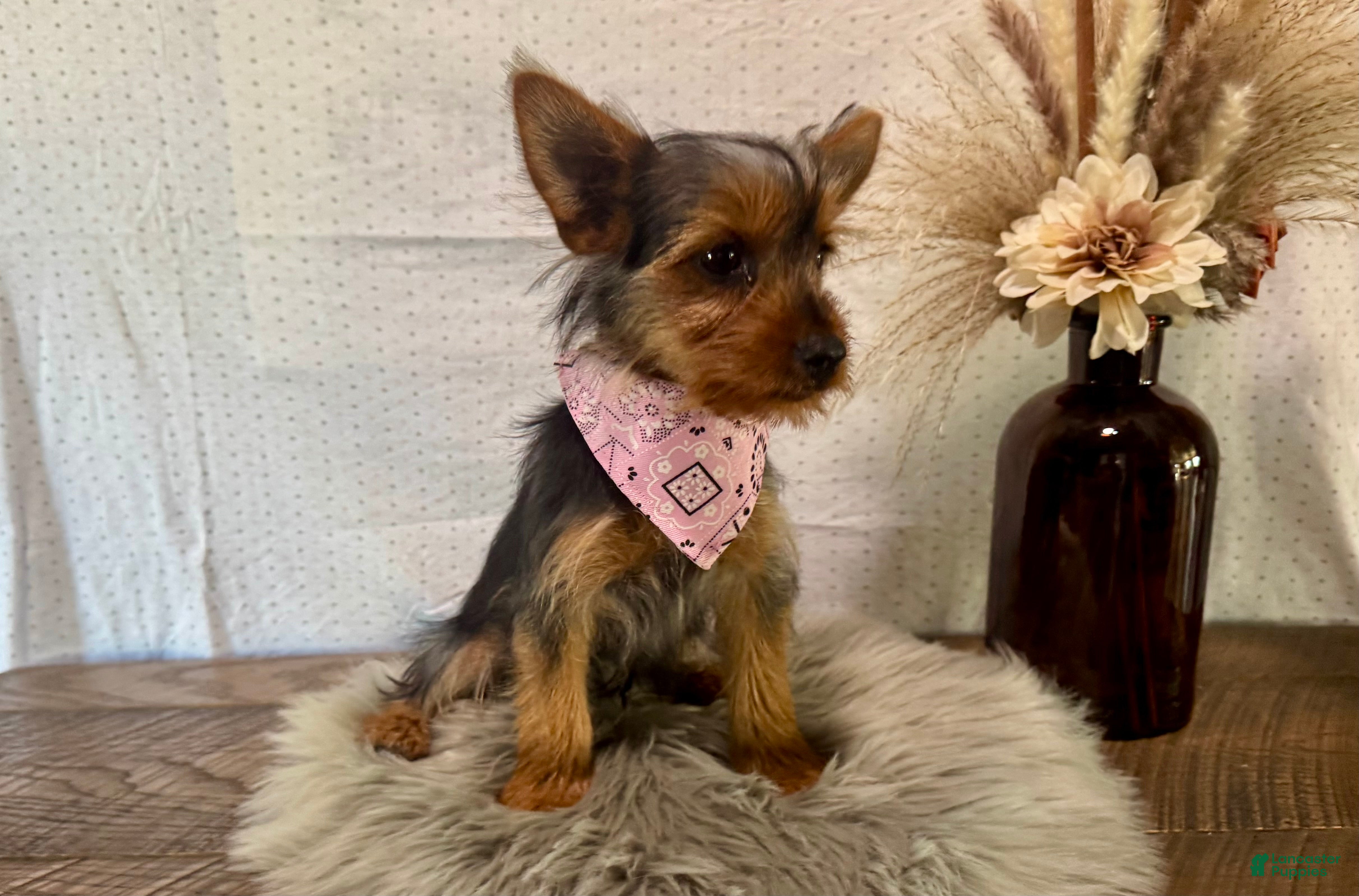 Yorkshire Terrier dogs for sale: Sharla - Ad 2