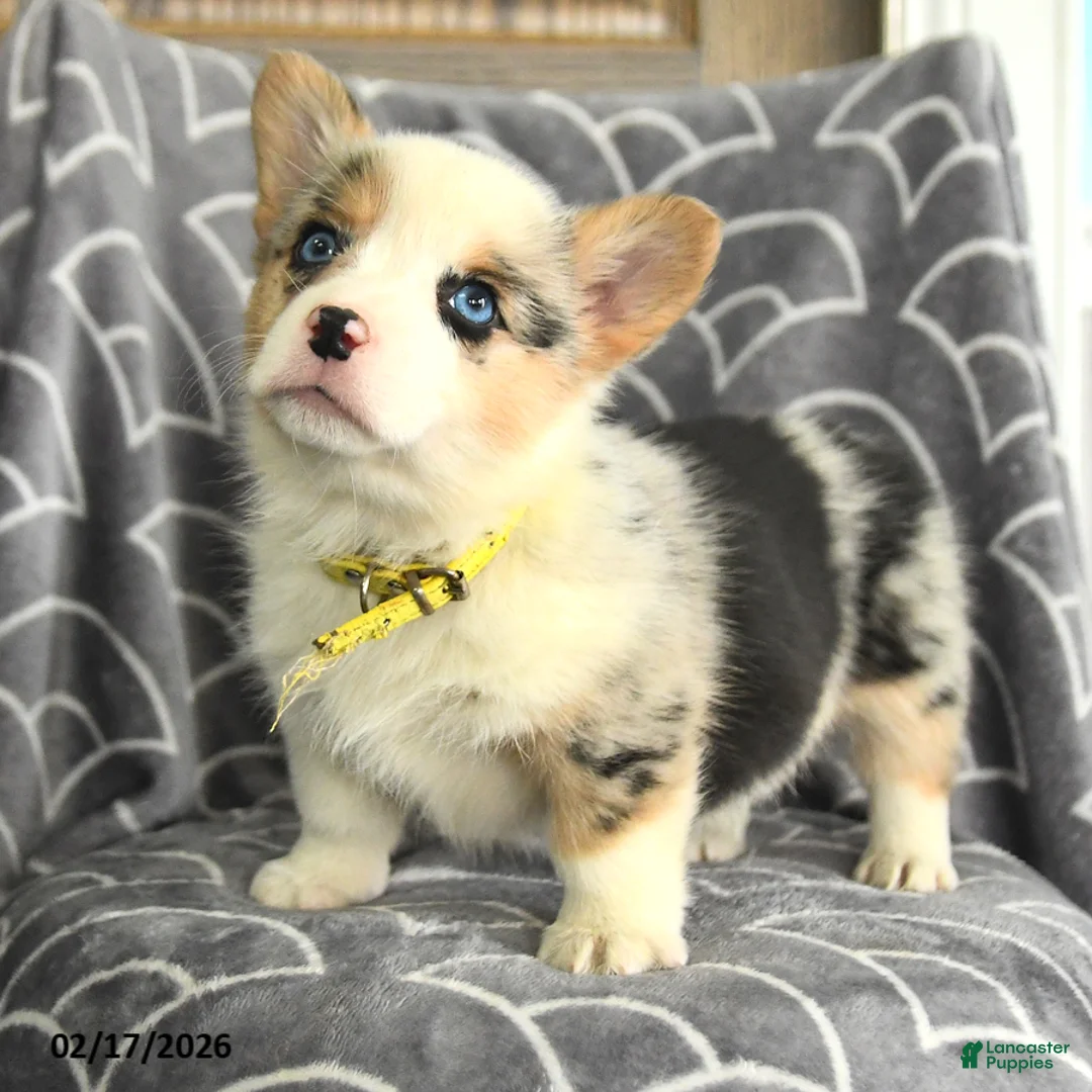 Welsh Corgi Pembroke dogs for sale: Katherina - Ad 4