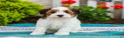 Havapoo dogs for sale: Wanda (Raised in Home, Crate Trained, & Potty Training!) - Ad 6
