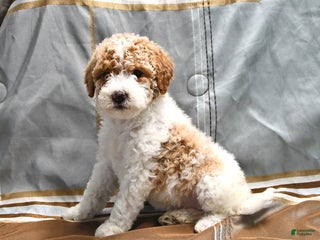 Goldendoodle dogs Holly - Ad 26