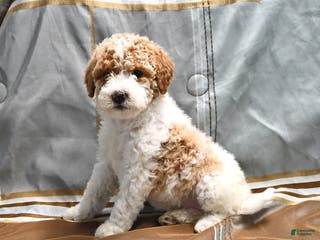 Goldendoodle dogs Holly - Ad 29