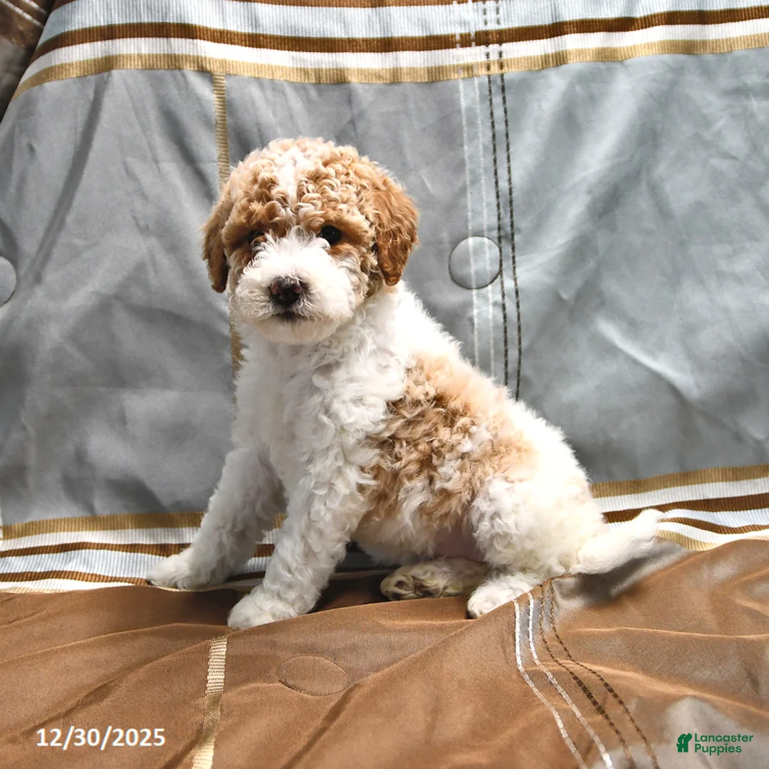 Goldendoodle dogs for sale: Holly - Ad 6