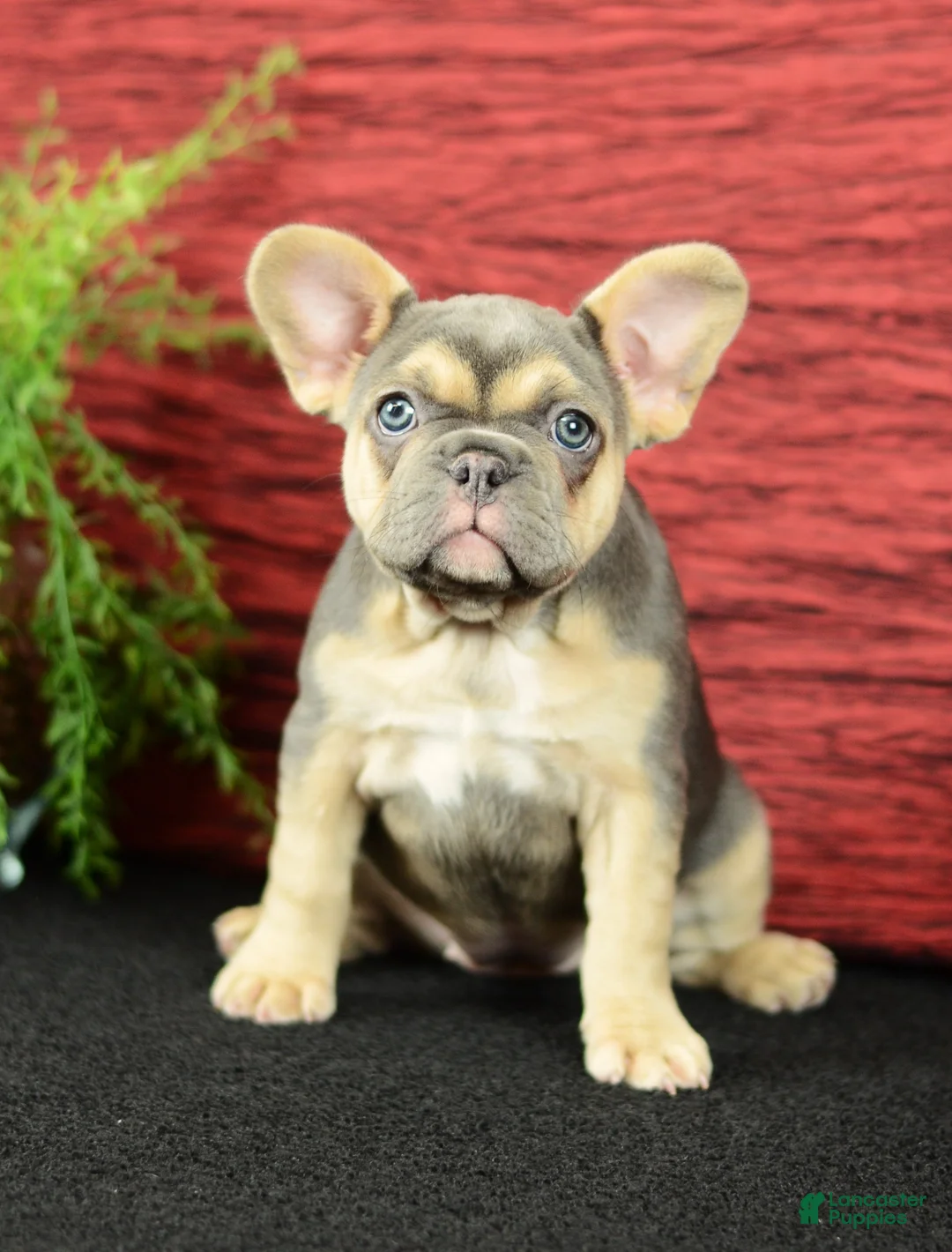 French Bulldog dogs for sale: Roxy - Ad 2