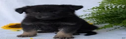 German Shepherd dogs for sale: Denzel  - Ad 13