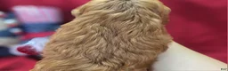 Cockapoo dogs for sale: Prada - Ad 5