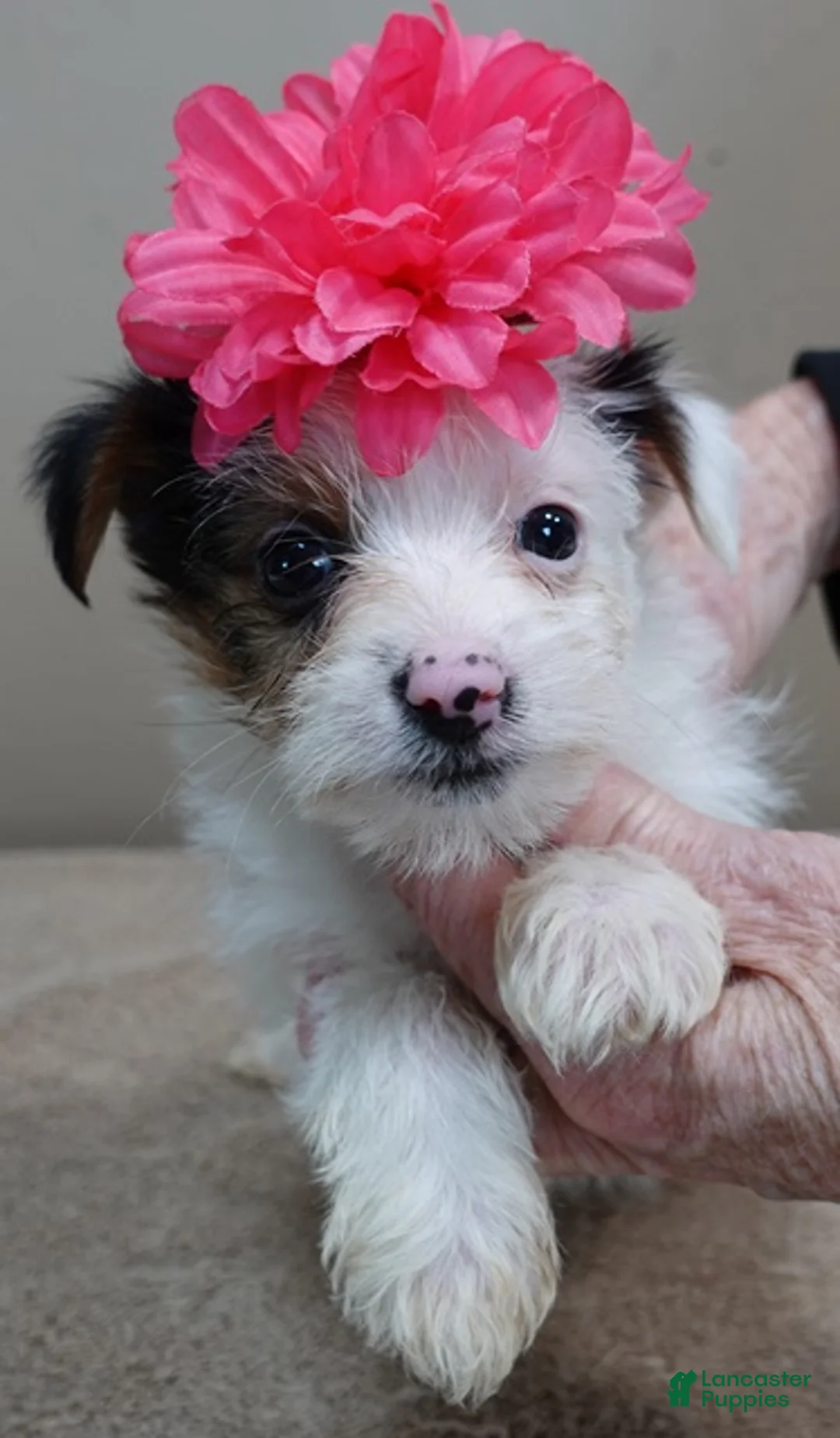 Yorkshire Terrier dogs for sale: Kiko girl - Ad 4