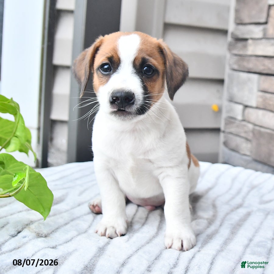 Jack Russell Terrier dogs Sparky - Ad 2