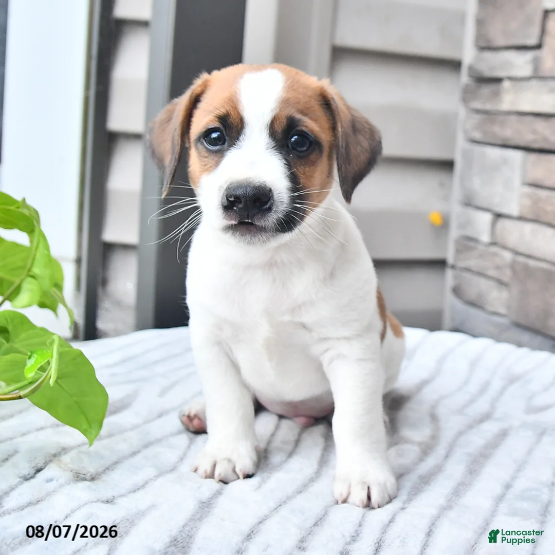 Jack Russell Terrier dogs for sale: Sparky - Ad 2
