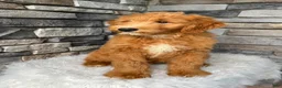 Mini Goldendoodle dogs for sale: Ava - Ad 7