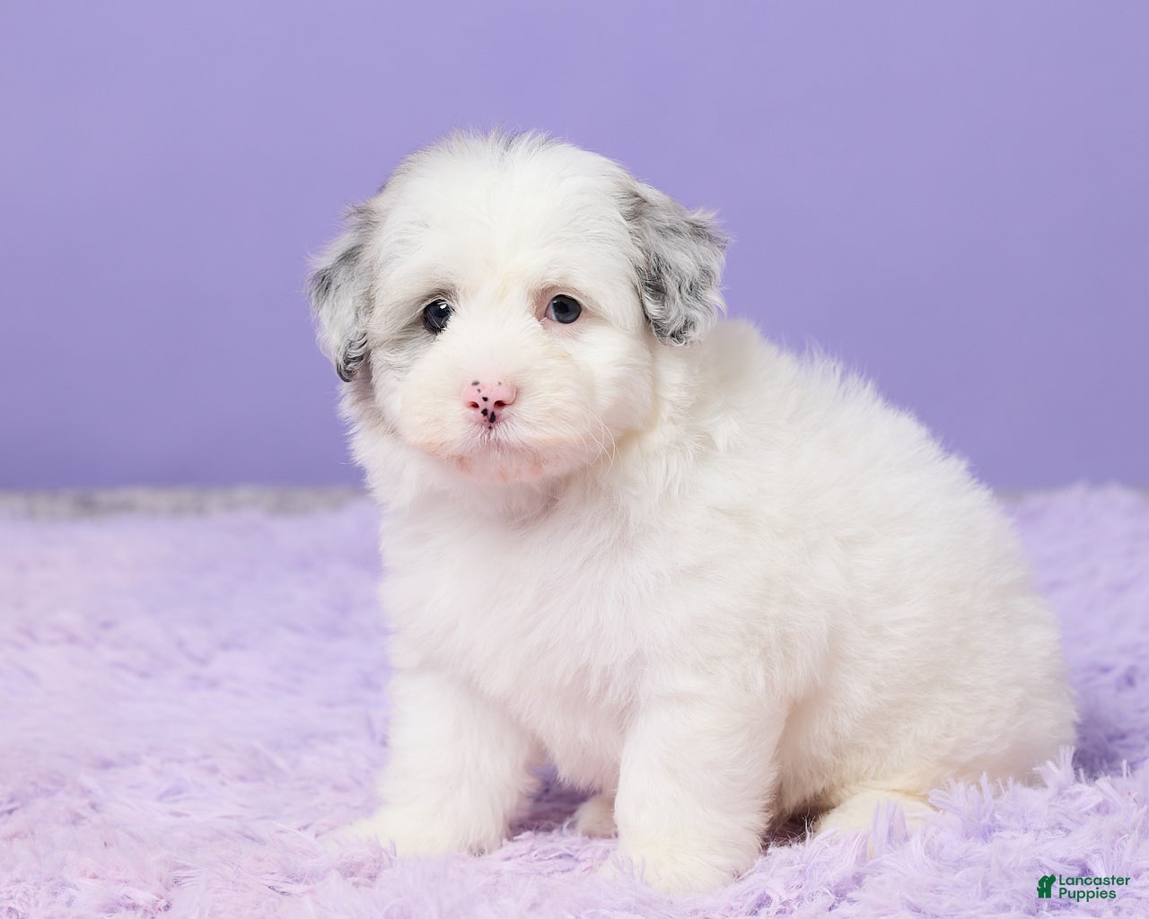 Mini Sheepadoodle dogs Sasha - Ad 2