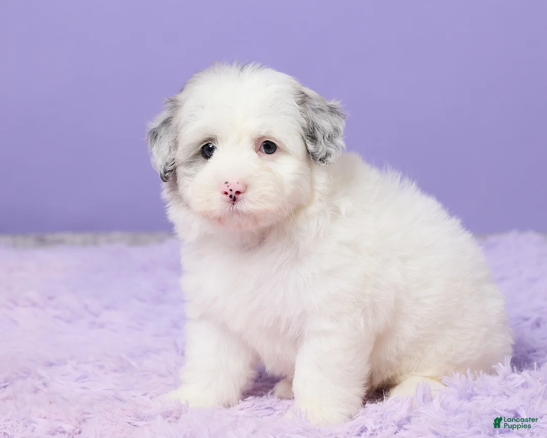 Mini Sheepadoodle dogs for sale: Sasha - Ad 2