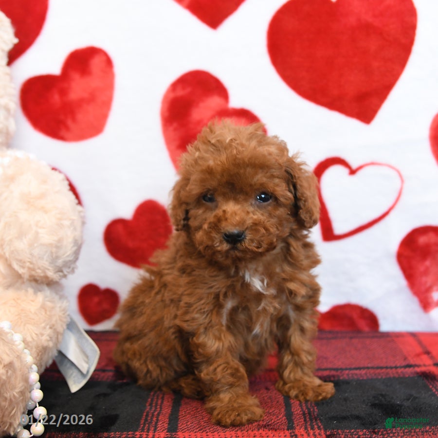 Miniature Poodle dogs Kiwi - Ad 25