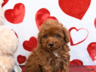 Miniature Poodle dogs Kiwi - Ad 17