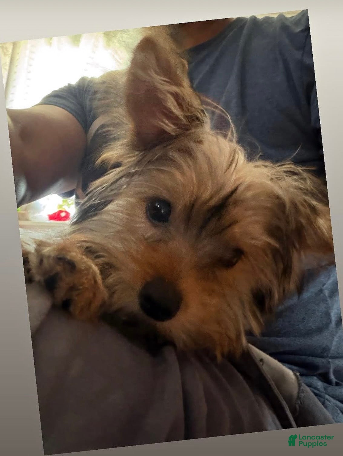 Morkie dogs Chucky - Ad 33