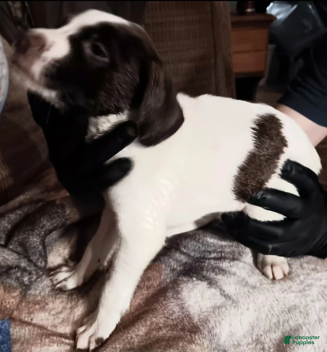 German Shorthaired Pointer dogs for sale: Turbo MALE - Ad 1