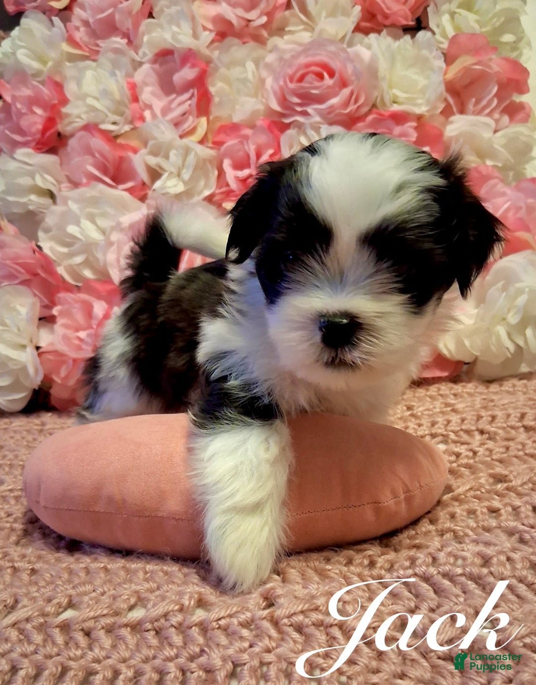 Shih Tzu dogs for sale: Jack - Ad 3