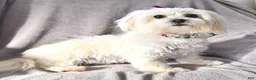 Maltese dogs for sale: Rider - Ad 7