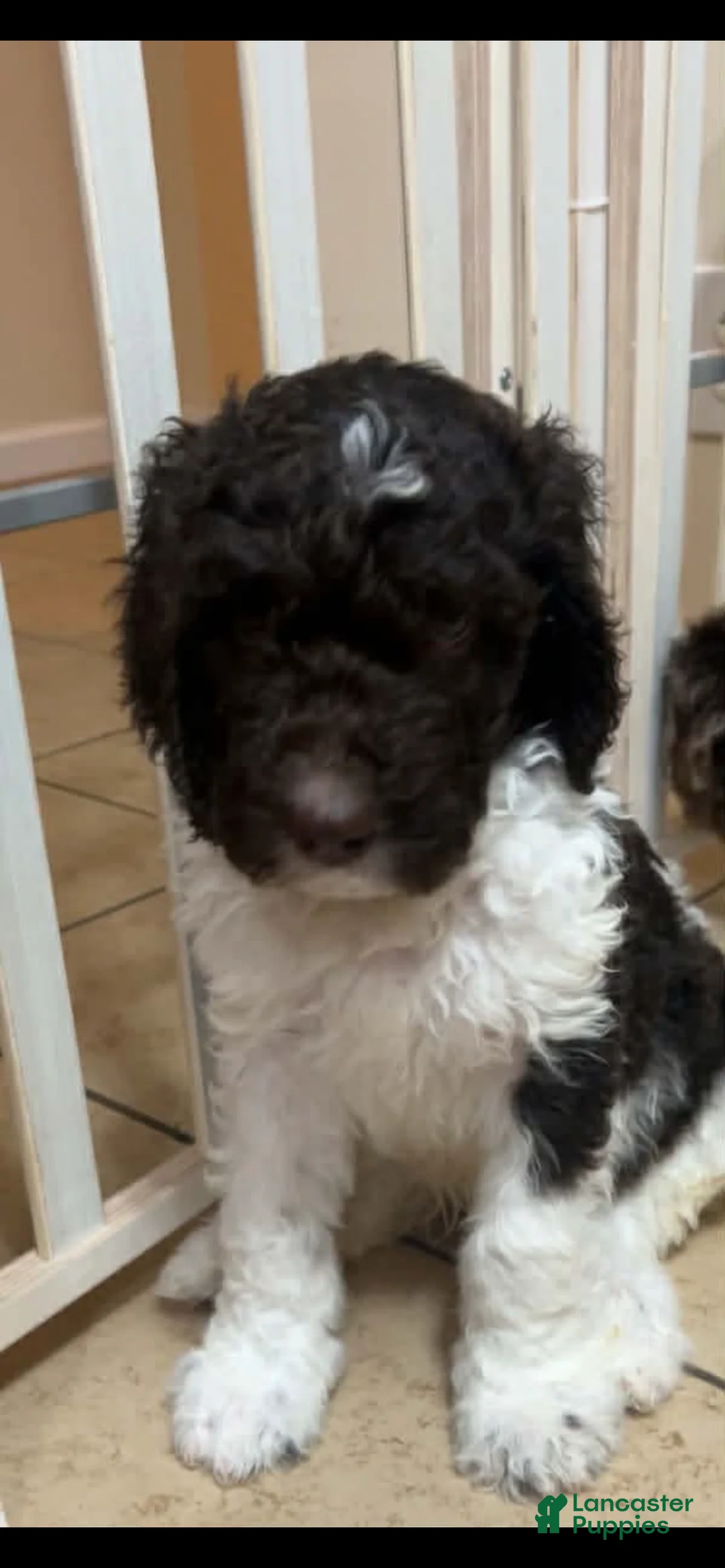 Double Doodle dogs for sale: Prancer - Ad 4