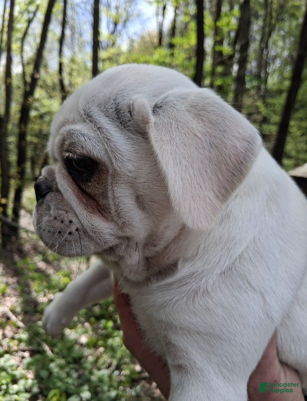 Pug dogs Kasper - Ad 2