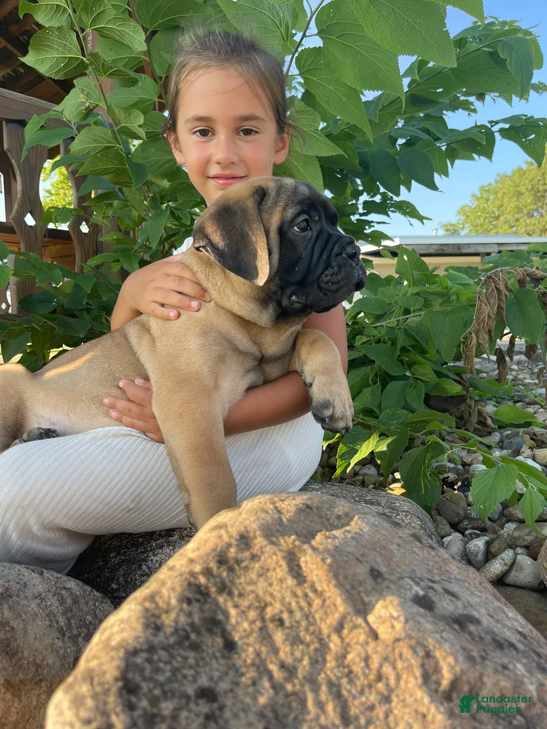 Bullmastiff dogs for sale: Atticus (49) - Ad 1