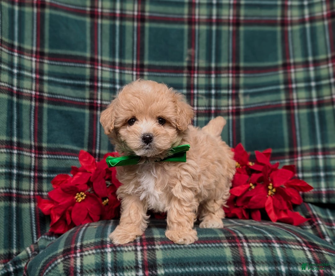 Maltipoo dogs for sale: Zeke 8 lbs Full Grown - Ad 8