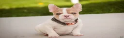 French Bulldog dogs for sale: Romeo - Ad 1