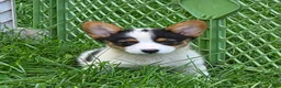 Welsh Corgi Pembroke dogs for sale: Oreo girl  - Ad 25