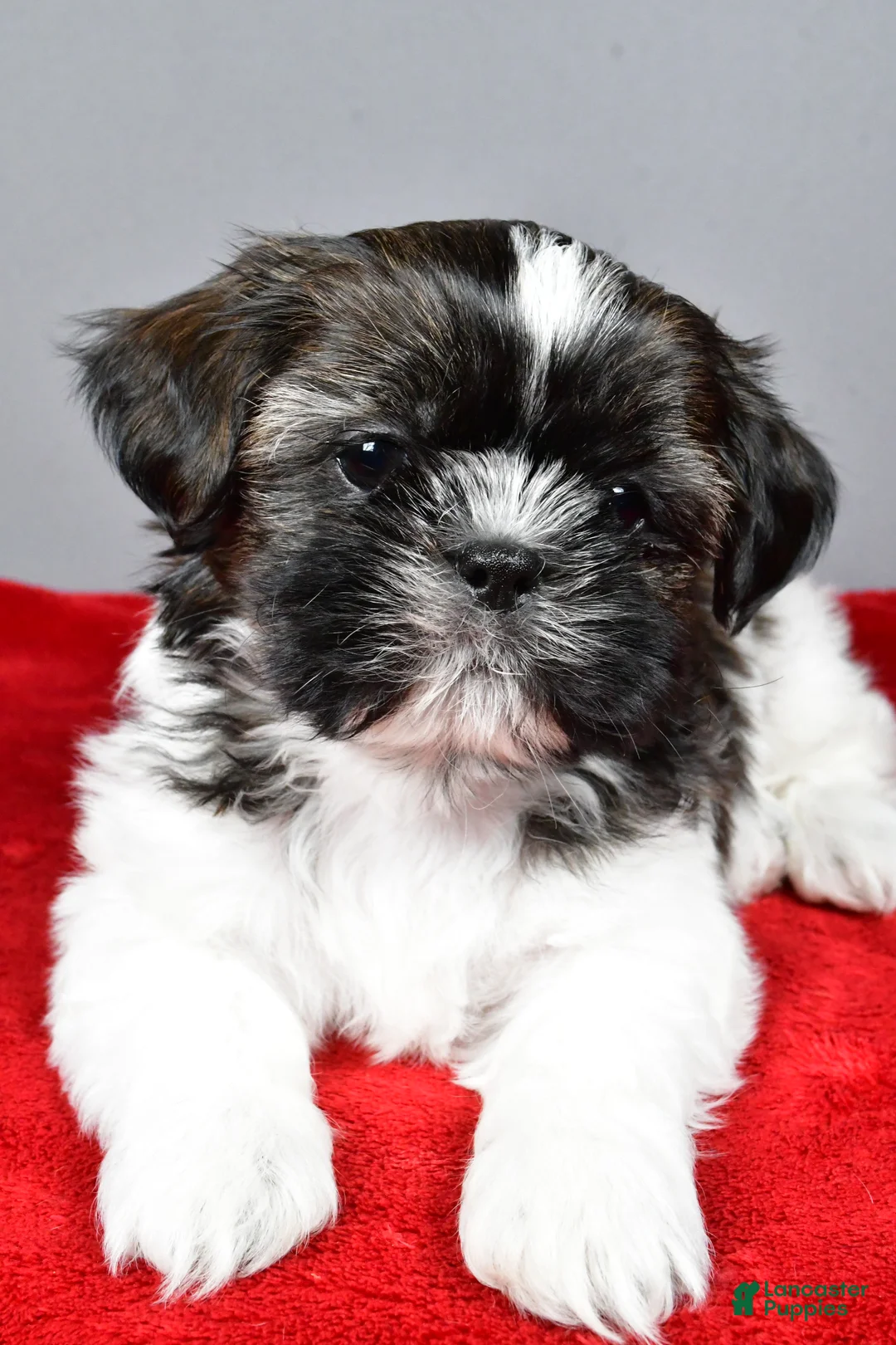 Shih Tzu dogs for sale: Roscoe - Ad 8