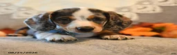 Dachshund dogs for sale: Peter - Ad 4