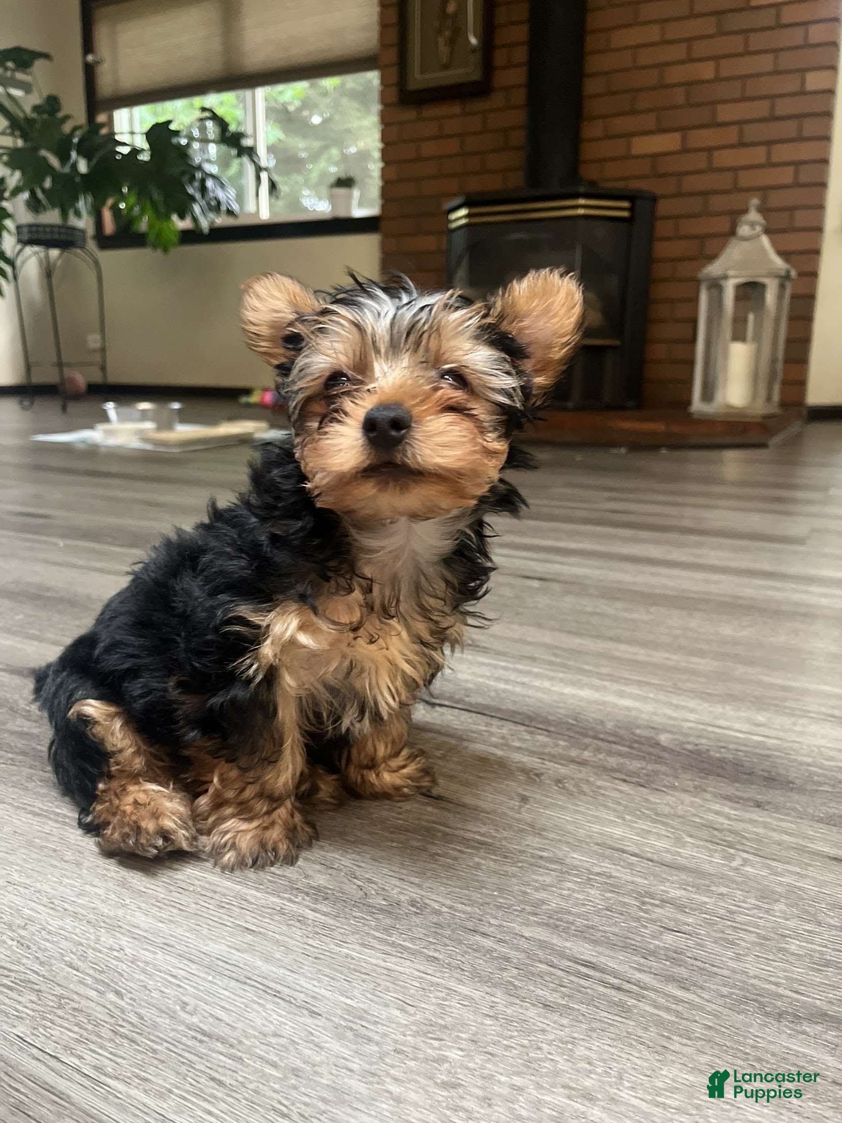 Netcominfotech Ckc Yorkie Puppies Shop Silver Teacup Yorkie Clearance