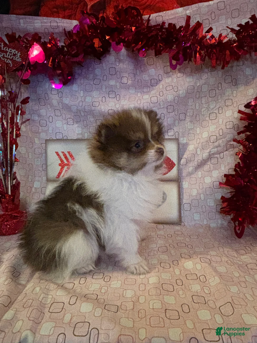 Pomeranian dogs for sale: Jasper - Ad 6