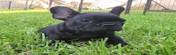 French Bulldog dogs for sale: Char Cole - Ad 8