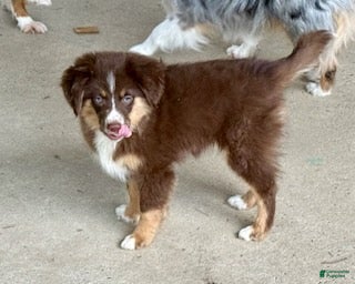 Toy Australian Shepherd dogs for sale: Delaware - Ad 1