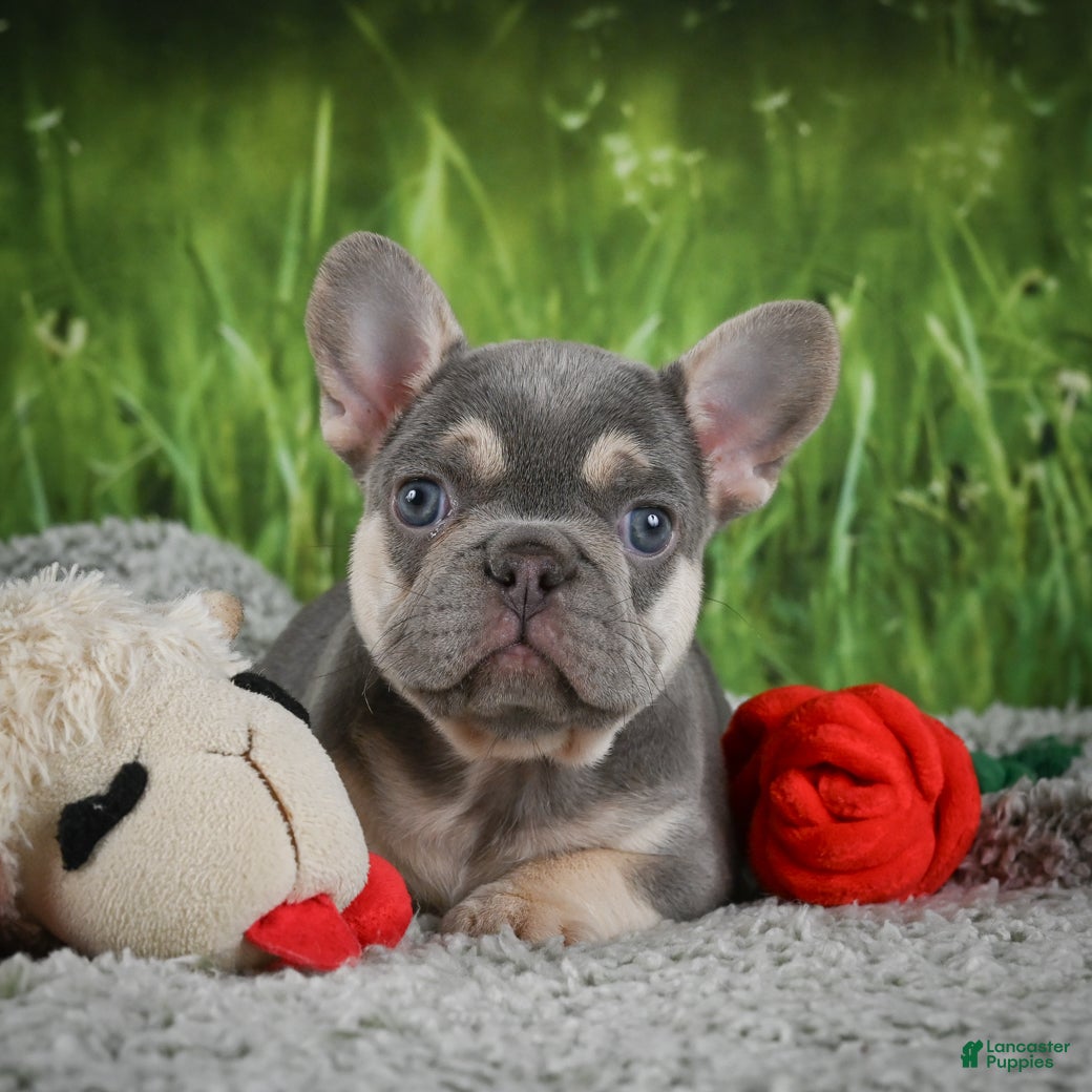 French Bulldog dogs Mercy - Ad 1