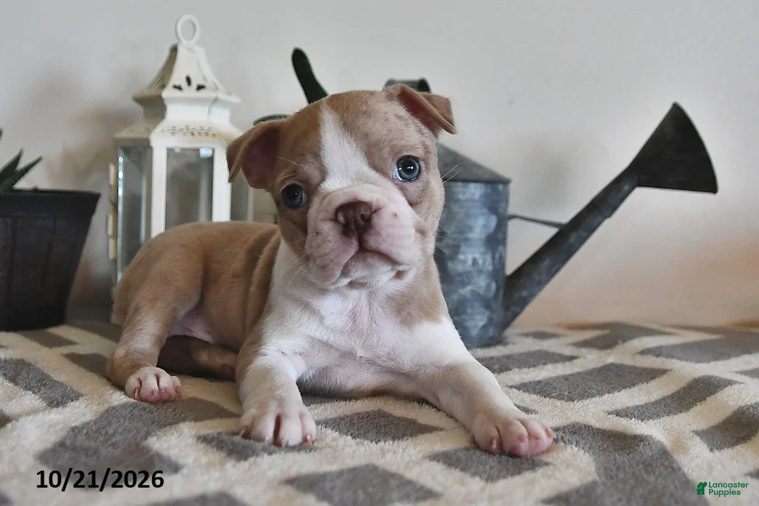 Boston Terrier dogs for sale: Brenda  - Ad 1